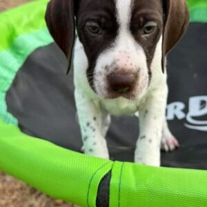 GSP puppy