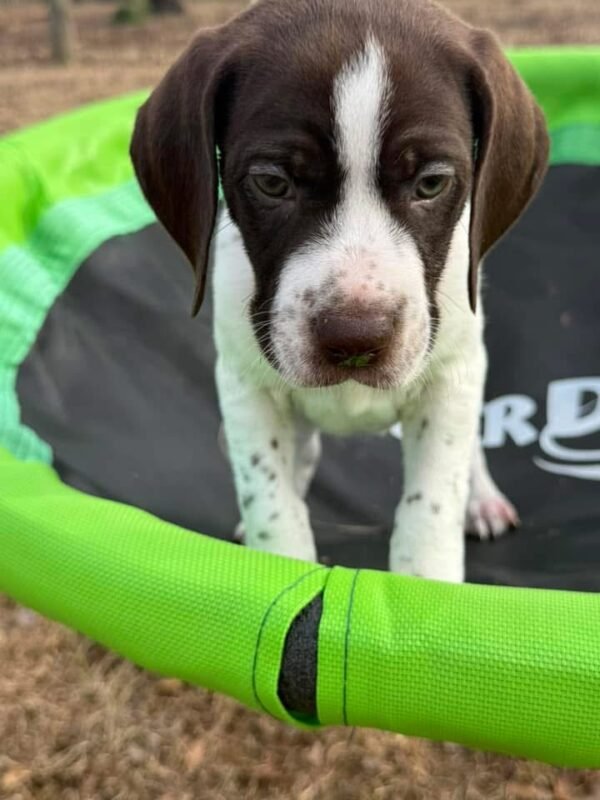 GSP puppy