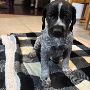 GSP puppy