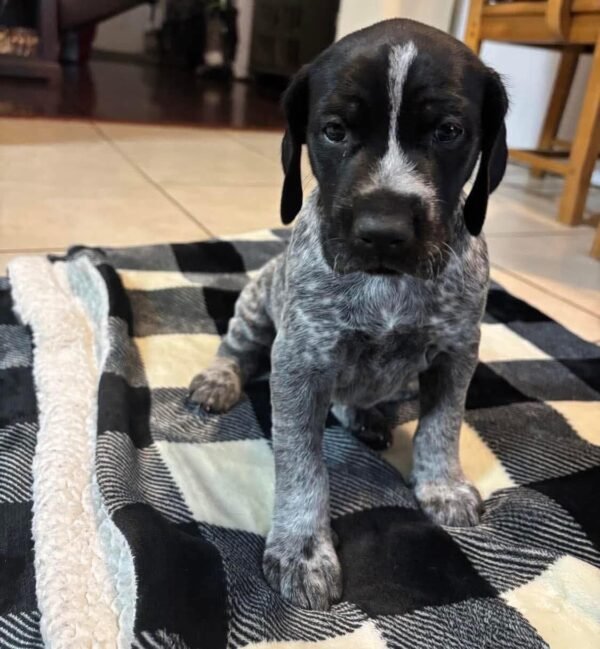 GSP puppy