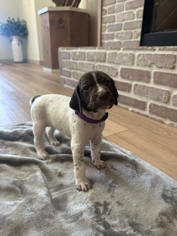 GSP puppy