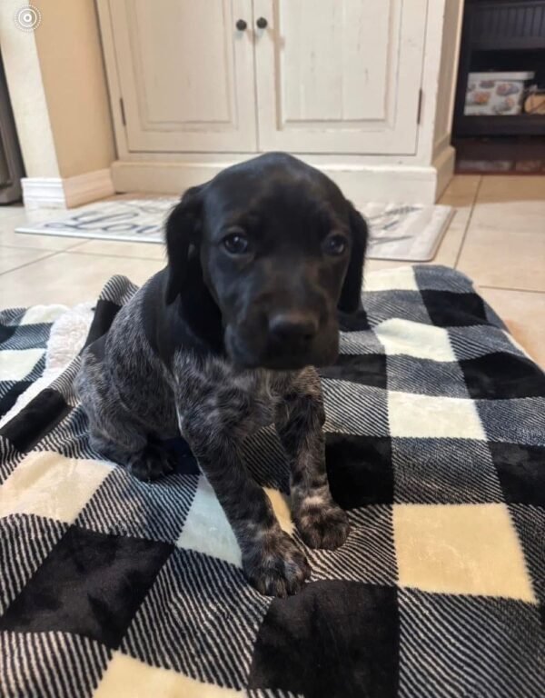 GSP puppy