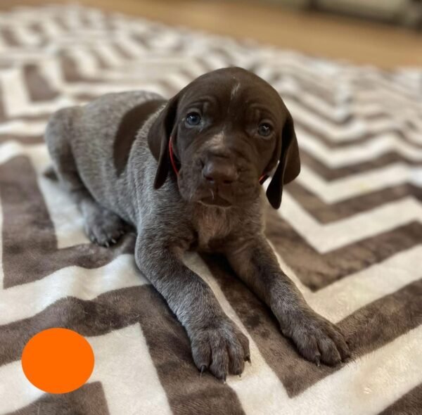 GSP puppy