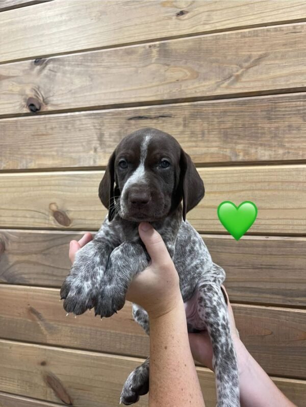 GSP puppy