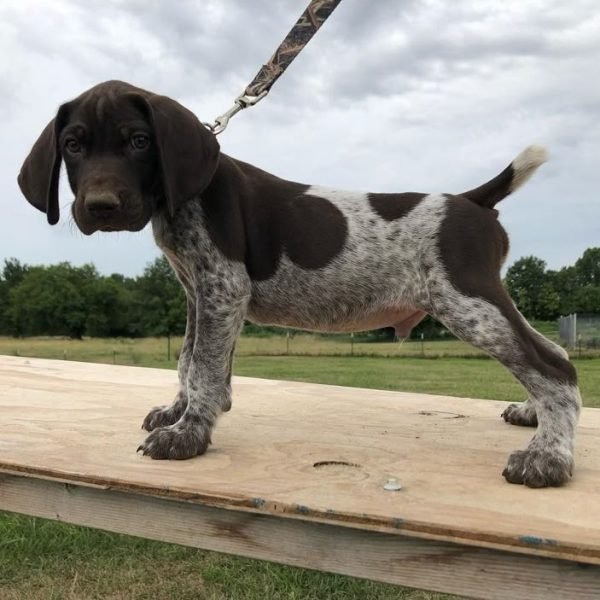 GERMAN SHORT HAIRED POINTER #puppy #GermanShorthairedPointer