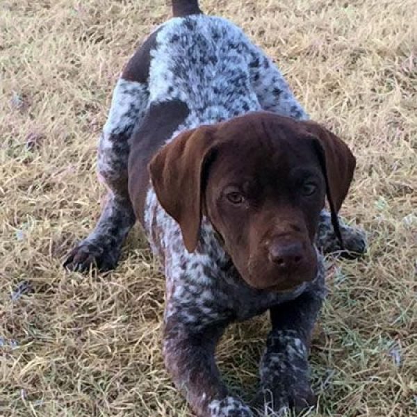 Puppies For Sale Outback Kennels